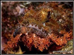 If this Scorpion fish let its beard grow any longer he wo... by Yves Antoniazzo 
